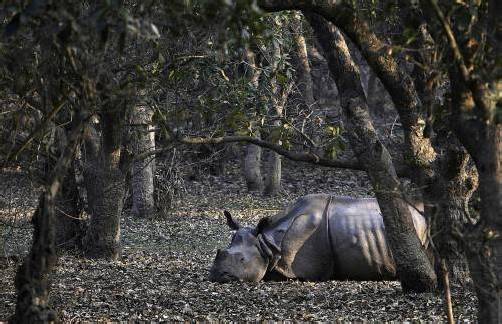 13 seltene Panzernashörner wurden in Indien abgeschlachtet. Foto: AP