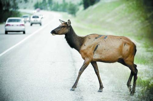 Autofahrer müssen jetzt wieder mit Wildwechsel rechnen.