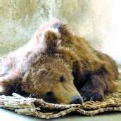 Braunbär Baloo ist frei