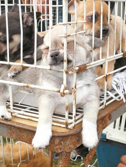 Das Geschäft mit Welpen aus Qualzuchten boomt. Foto: Müller