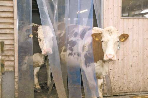 Debatte über Schutzimpfung gegen Tuberkulose für Rinder. foto: VN/paulitsch