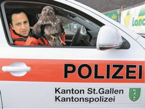 Der verletzte Vogel ließ sich sogar in den Händen eines Polizisten fotografieren. Foto: KAPO SG
