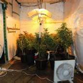 Ehepaar betrieb Hanfplantage