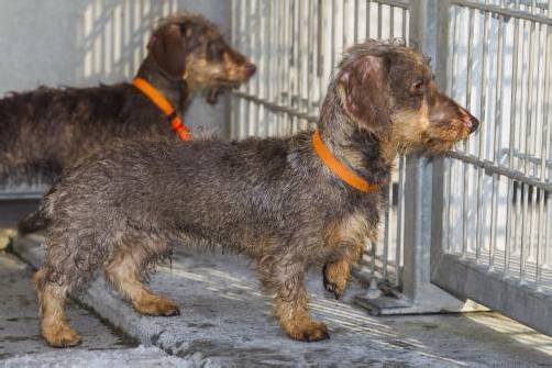 Die Richtlinie umfasst unter anderem die Unterbringung und medizinische Versorgung der im Tierheim Dornbirn lebenden Tiere. Foto: MK