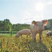 „Nur die regionale, kleinstrukturierte Landwirtschaft ist krisensicher“