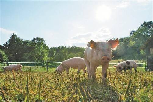 Gesunde Bio-Freilandschweine vom Markushof bei Heidelberg.