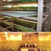 Hanfplantage in Wien entdeckt