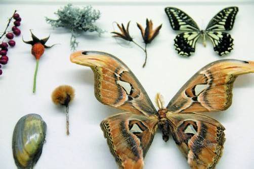 Fundstücke aus der „Wunderkammer“ von Künstler Alfredo Barsuglia.
Fotos: vn/AG