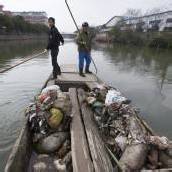 13.000 Schweine aus Fluss gefischt
