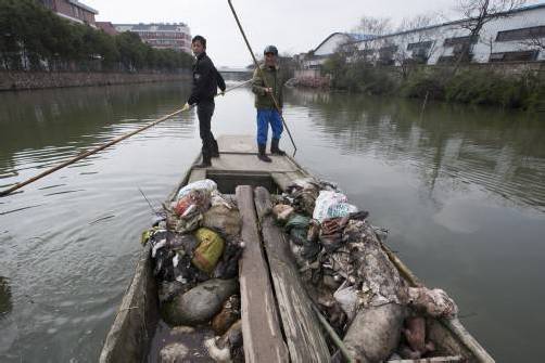 Immer mehr tote Schweine werden im Huangpu gefunden. Foto: AP