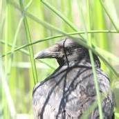 Schwärzler für Jagd auf Krähen