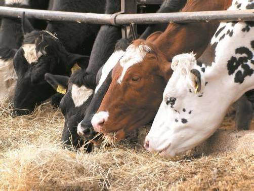 Neuer Schock für die Agrarbranche: In Tierfutter für Rinder, Schweine und Geflügel ist krebserregendes Schimmelpilzgift festgestellt worden.