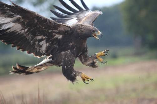 Seit 15. März ist eine neue Sonderausstellung der Naturmuseen Olten und St. Gallen und der Schweizerischen Vogelwarte Sempach in der Dornbirner Naturschau „inatura“ zu bewundern: „Krummer Schnabel, spitze Krallen – Greifvögel und Eulen“. foto: inatura