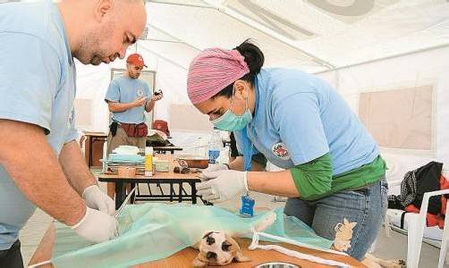 Streunerhilfe-Einsatz im Sudan: „Vier Pfoten“ ist als einzige Tierschutzorganisation in der Region aktiv. Foto: Vier Pfoten
