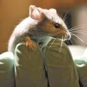 Schluss mit Tierquälerei!