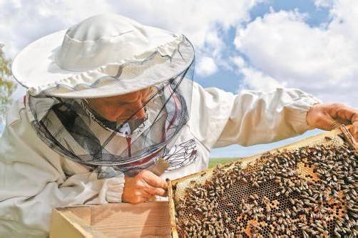 Vorarlberg hat in den vergangenen Jahren fast 40 Prozent der Bienenvölker verloren. Foto: fotolia