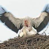 Zugvögel als Frühlingsboten: Die ersten Störche sind zurückgekehrt