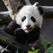 Panda-Baby Xiao Liwi