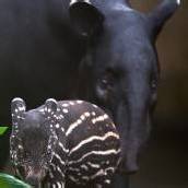 „Tapirchen“ sucht einen Namen