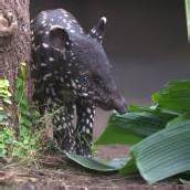 Tapirchen heißt jetzt „Baru“