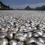 Massen-Fischsterben in Rio de Janeiro