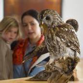 Greifvögel und Eulen auf Augenhöhe