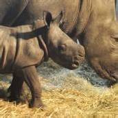 Nashorn-Baby im Serengeti-Park