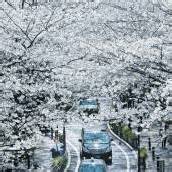 Kirschblüte in Japan