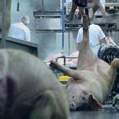 Die Billigware Tiere