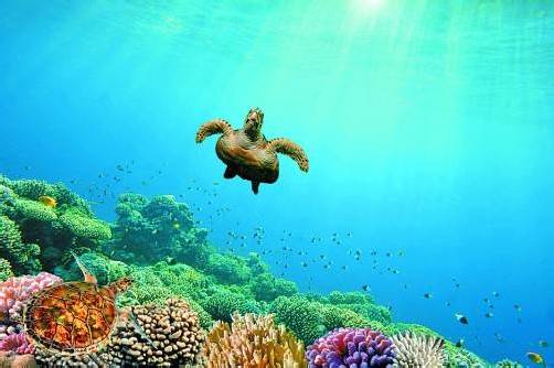 Beim Tauchen durch die Korallen im Roten Meer kann man schon mal auf Riesenschildkröten oder Hammerhaie treffen. Foto: shutterstock