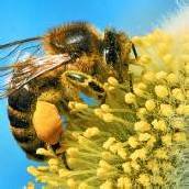 Voller Einsatz für die Bienen