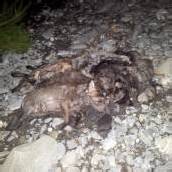 Tote Welpen in Sulz entdeckt