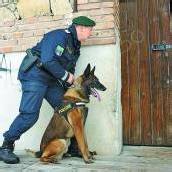 „Diego“ stellte Einbrecher