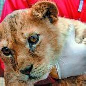 „Vier Pfoten“ übersiedelt Großkatzen aus Rumänien