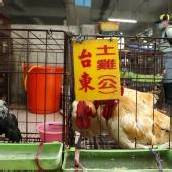 Neues Vogelgrippevirus: Tiere ohne Symptome