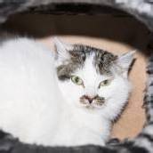 Katze Sidi und Hermann suchen ein Zuhause