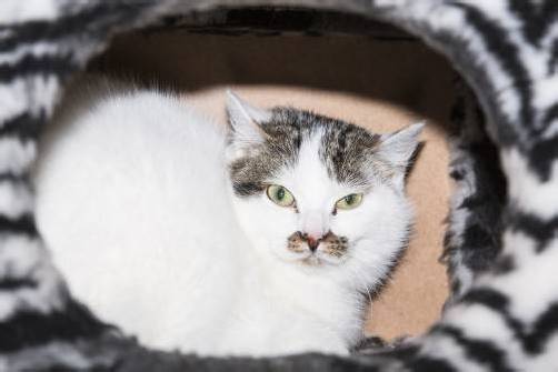 Katze Sidi Und Hermann Suchen Ein Zuhause Vorarlberger