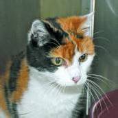 Liebe Mieze und zwei Bellos