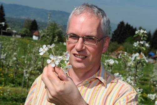 Ulrich Höfert beim Pflanzencheck. Die nächsten Tage und Wochen werden es zeigen: Kommt der Feuerbrand – oder nicht? Foto: stiplovsek