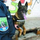 „Diego“ stellte Einbrecher in Hohenems /B1