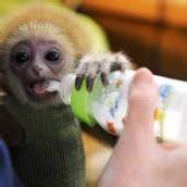 Gibbon-Baby