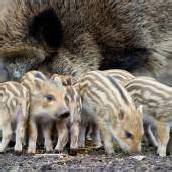 Nachwuchs bei Familie Wildschwein