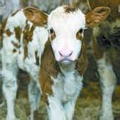 „Iatz išt am Herrgott a Kalb vertrolat.“
