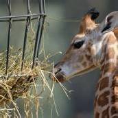Giraffen-Nachwuchs