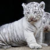 Weiße Tigerbabys