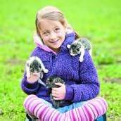 Kleine Schmusekatzen