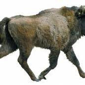 Der Wisent: Schwer wie ein Kleinwagen