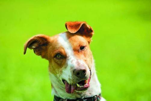 „Ohnedich“ ist die Geschichte von Freunden. Ein besonderer Freund, ein Hund, hilft bei der Wahrheitsfindung. Foto: VN/Hartinger