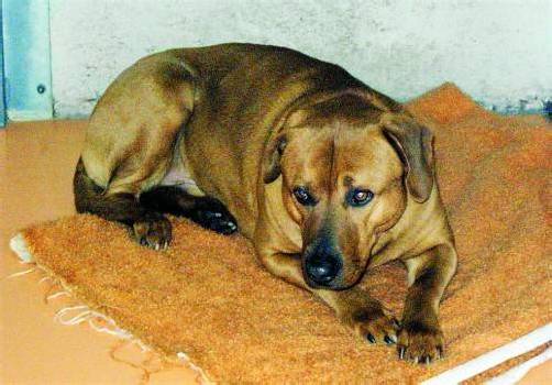 „Sorgenkind“ Joker hat panische Angst und entsprechende Reaktionen. Bei Interesse bitte unter Tel. 0650 2543486 melden. Foto: Gunnar alge
