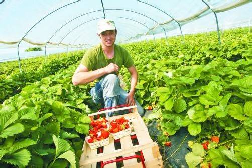 Beerenbauer Peter Winder hat keine Probleme mit der Erdbeerernte. Folientunnel sei Dank! Foto: vn/paulitsch